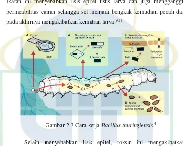 Gambar 2.3 Cara kerja Bacillus thuringiensis.4 