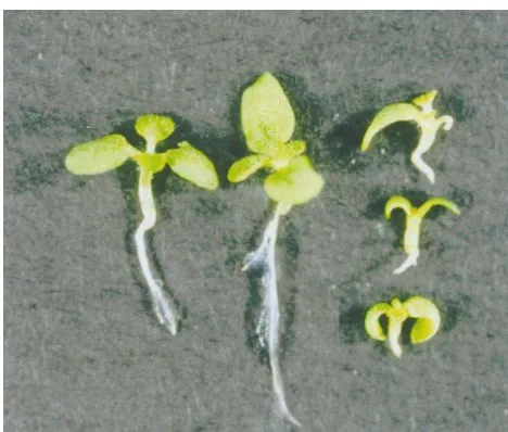 Fig. 6. Typical non-transformed tobacco seedlings incubatedin the absence (the two larger seedlings on the left) andpresence (three smaller seedlings on the right) of 5 �M DAS.