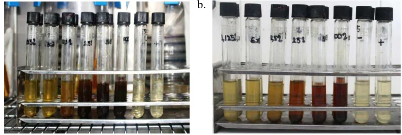 Gambar 12. Uji  antibakteri   daun   Afrika   terhadap  Streptococcus  mutans  dengan                      metode dilusi  diinkubasi 24 jam.(a) metode dilusi yang direplikasi 4 kali                      (b)