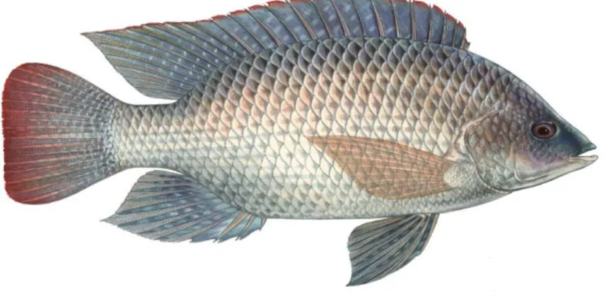 Gambar 2.1 Ikan nila (Juniperrsearch, 2016) 