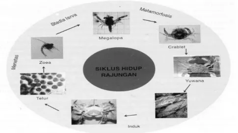 Gambar 2.1. Siklus hidup rajungan. 