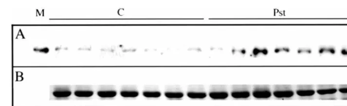 Fig. 5. Time course of ACCase protein accumulation in leaves inﬁltrated with P. syringae pv tabaci