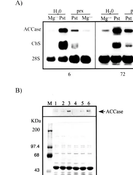 Fig. 6. Reduction of the elicitor-induced ACCase and ChSmRNA accumulation by oxylipin synthesis inhibitors in beanfollowing conditions were hybridized with the ACCase, ChSand 28S-rRNA probes in a Northern blot
