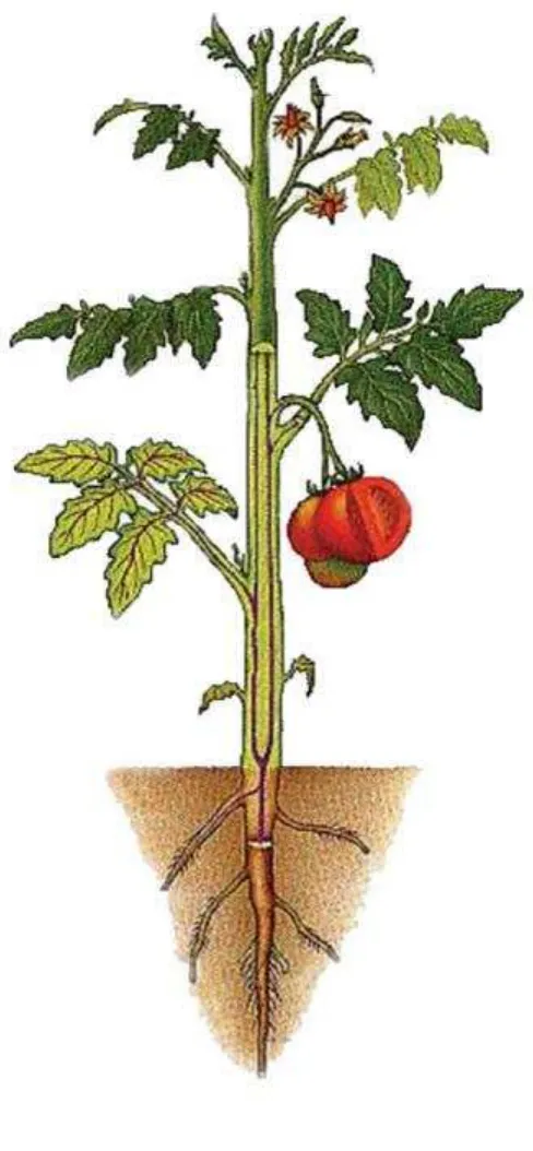 Gambar Tanaman Tomat