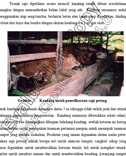 Gambar  3.    Kandang untuk pemeliharaan sapi potong 