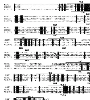 Fig. 2. Comparison of the deduced amino acid sequences of hENT1, hENT2 and the putative nucleoside transporter AtENT1.The AtENT1 amino acid sequence was derived by conceptual translation of the AtENT1 cDNA sequence