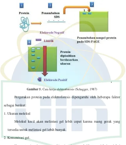 Gambar 5. Cara kerja elektroforesis (Schagger, 1987) 