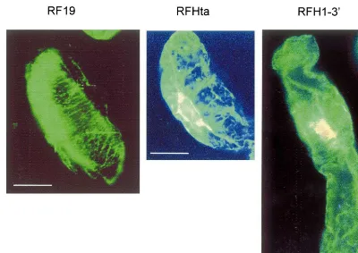 Fig. 6. Immunoﬂuorescence microphotographs of the BY-2 cells of treated with anti-tubulin mouse antibody and FITIC.Description of cell lines as in Fig