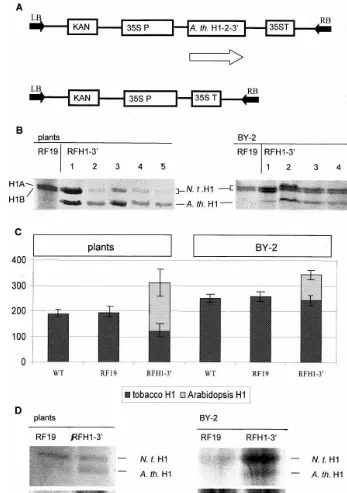 Fig. 1. Construction and analysis of transgenic tobacco plants and BY-2 cell lines overexpressing histone H1 from Arabidopsis.(A) Genetic constructs used for transformation of tobacco plants and tobacco BY-2 cell line