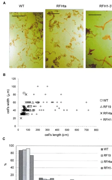 Fig. 4. Morphological features of transgenic BY-2 cell lines with disturbed proﬁle of histone H1