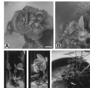 Fig. 1. Plant regeneration from leaf segments of Spanish type peanut (Arachis hypogaea(C) Shoot elongation from bud primordia 2 months after transfer onto basal medium containing no PGRs (barthe sequential development of leaves
