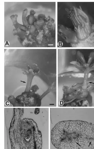 Fig. 3. Morphological and histological observations of abnormal shoot-like structures produced on leaf segments in continuousculture for 2 months on medium containing 1 mggm)