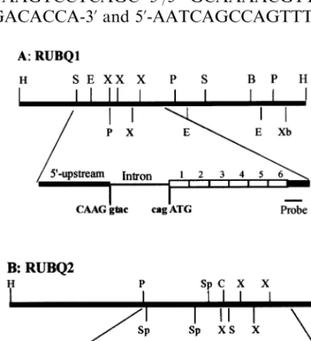 Fig. 1. Restriction maps and organization of two rice polyu-biquitin genes RUBQ1 (A) and RUBQ2 (B)
