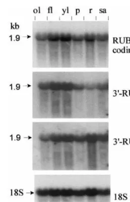 Fig. 4. Northern blot analysis of ubiquitin expression in ricetissues. Total RNA (20 �g per lane) was prepared from oldleaves (ol), full-developed leaves (ﬂ), young leaves (yl), panicle(p), roots (r) and shoot apex (sa)