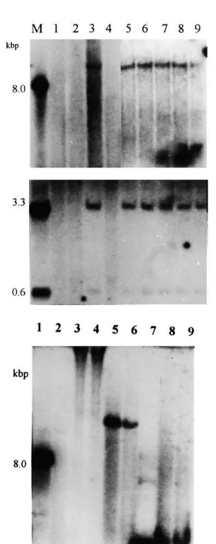 Fig. 2. Southern hybridisation analysis of T1hybridisation in (A) and (B). M, plasmid DNA digested withthe corresponding enzyme