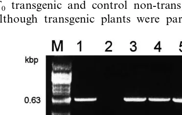 Fig. 3. Regeneration of transgenic wheat plants (cv. Scamp) after tissue electroporation: (A) Transient GUS assay 7 days afterelectroporation; (B) shoot formation on regeneration medium; (C) root development on bialaphos containing medium (1 mg(D) resistance of transgenic plants to spraying with ammonium glufosinate (30 mg/l);/m2); three control non-transgenic plants diedafter spraying, while the transgenic plants continued their normal development.