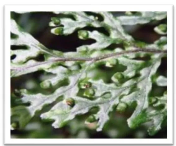 Gambar 2.11  Hymenophyllum austral   (Sumber: Neni Husnunidah, 2018) 