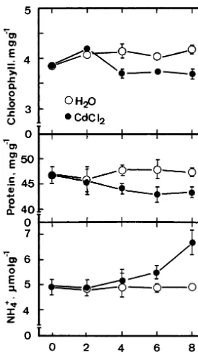 Fig. 4. Time course of the CdCl2 effect on chlorophyll,protein, and ammonium contents in detached rice leaves inthe light