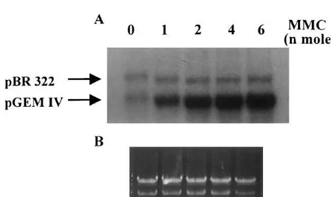Fig. 1. Cisplatin dose-dependent DNA repair synthesis incell-free extracts ofreaction mixture containing dNTPs, [at 30°C for 2 h with algal extract proteins (30non-damaged pGEM IV plasmid DNA (1 C