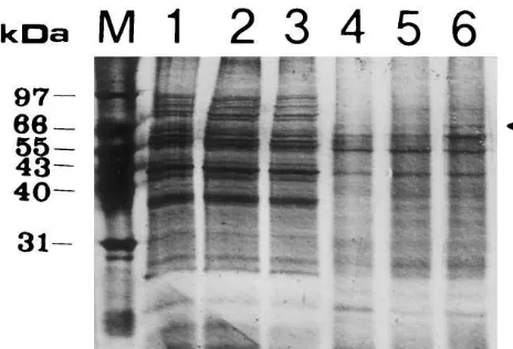 Fig. 4. SDS-PAGE analysis of the proteins captured byafﬁnity adsorption. Biotin-labeled 27 mer irradiated with 0 or27 kJ m−2 of UV were linked to streptavidin-conjugatedagarose beads, and the beads were incubated at 30°C for 20min with algal extracts conta