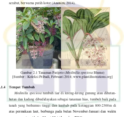 Gambar 2.1 Tanaman Parijoto (Medinilla speciosa Blume) 