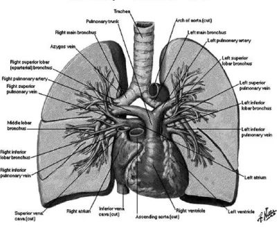 Gambar 2. Paru-paru 