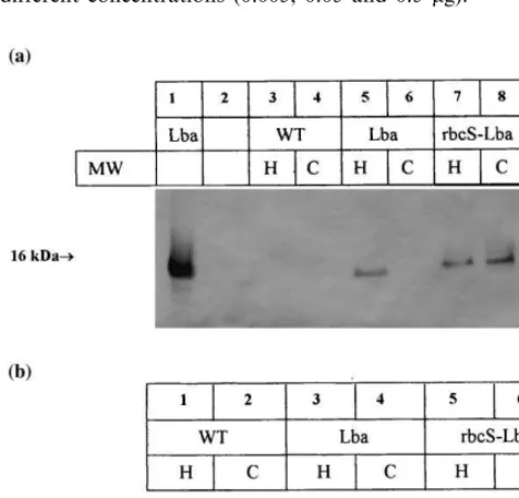Fig. 2. Leghemoglobin expression levels in transgenic tobaccoplants. Lb quantitation was carried out as described in Sec-tion 2