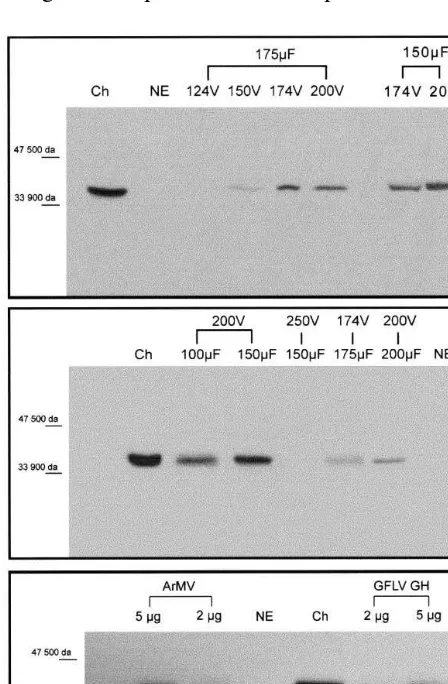 Fig. 3. Virus inoculation and replication in electroporatedg of virus particles); (B) cell suspensionWestern blotting with anti P38 antibody, 72 h after electropo-ration; Ch, GFLV-infected leaves ofparticles); (C) ArMV and GFLV–GH inoculation in suspen-sio