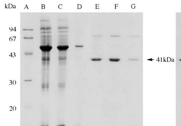 Fig. 3. SDS-PAGE of NOMT activity containing fractions from successive puriﬁcation steps