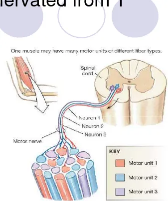 Figure 12-18: Motor units