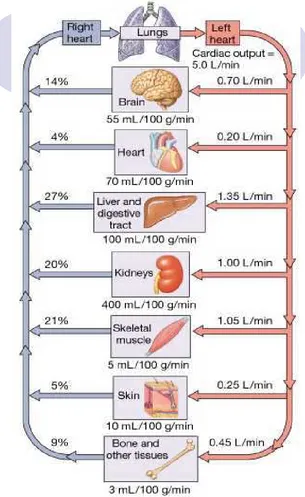 Figure 15-13: Distribution of blood in the body at rest