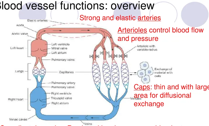Figure 15-1: Functional model of the cardiovascular system