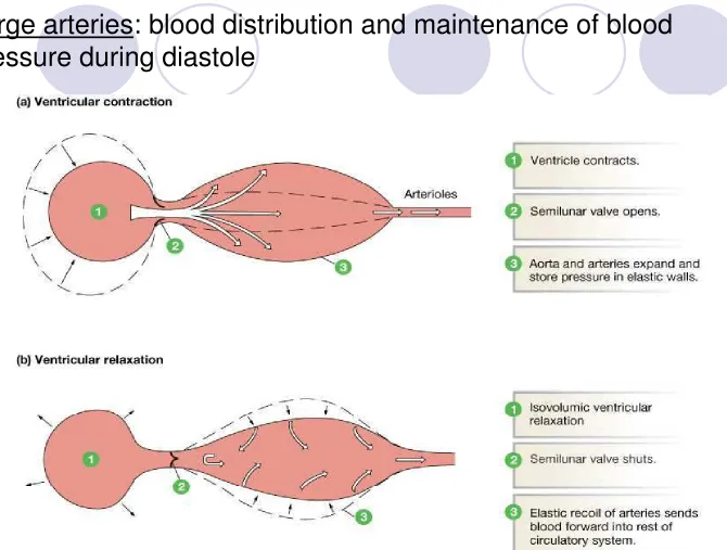 Figure 15-4: Elastic recoil in the arteries