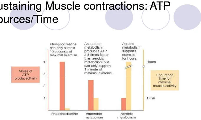 Figure 25-2: Speed of ATP production compared with ability tosustain maximal muscle activity