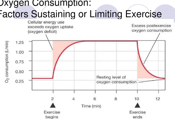 Figure 25-4: Changes in oxygen consumption during and after exercise