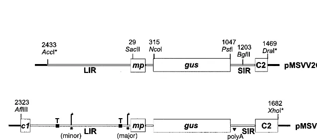 Fig. 1. Construction of pMSVCPp-gusthe proteins likely to be translated in transgenic plants, are shown