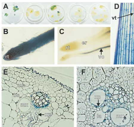 Fig. 3. Histochemical localisation of �C–F) or CaMV 35S--glucuronidase (GUS) activity in rice callus and plants transformed with pMSVCPp-gus (A,gus (B)