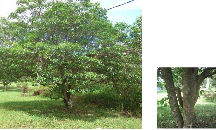 Gambar 2.1 Pohon Tanjung (kiri) dan batang pohon Tanjung (kanan)