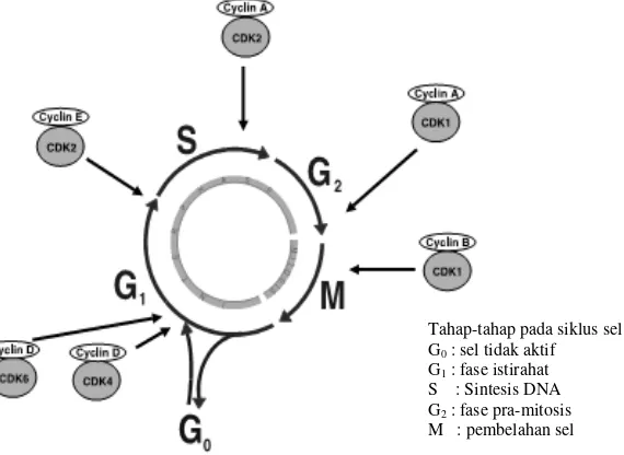 Gambar  2.2Siklus sel. Dimodifikasi dari Vermeulen,et al., (2003).