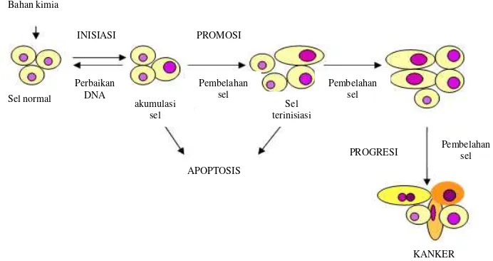 Gambar 2.3 Proses terjadinya karsinogenesis sel. Dimodifikasi dari  (Oliveira, et al., 2007)