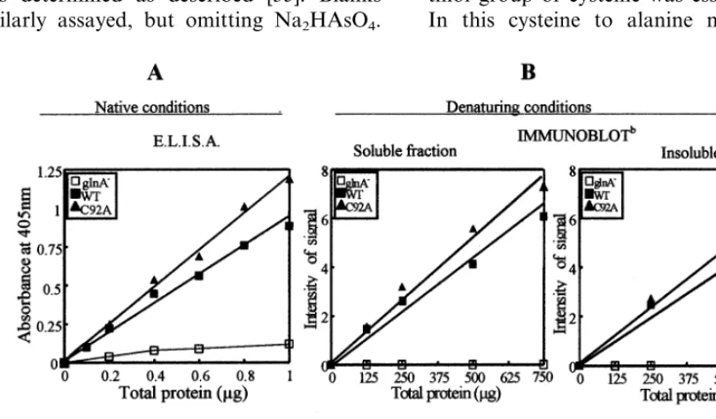 Fig. 1. Comparison of GS immunoreactivity in cell lysates using different immunochemical techniques and conditions.Comparative analysis of GS immunoreactivity in crude extracts of the WT and C92A mutant strains was carried out either byELISA under native c