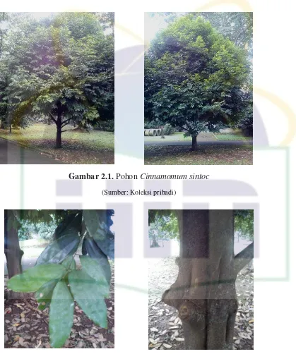 Gambar 2.1. Pohon Cinnamomum sintoc 
