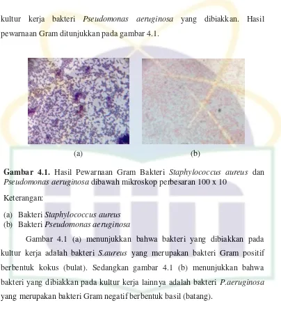 Gambar 4.1. Hasil Pewarnaan Gram Bakteri Staphylococcus aureus dan 