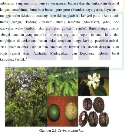 Gambar 2.1 Cerbera manghas 
