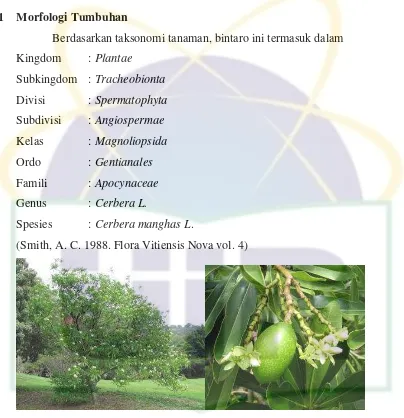 Gambar 2.2 Pohon dan buah Cerbera manghas Sumber : National Tropical Botanical Garden 