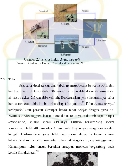 Gambar 2.4 Siklus hidup Aedes aegypti         