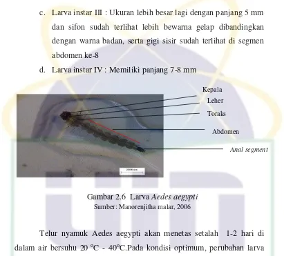 Gambar 2.6  Larva Aedes aegypti                        