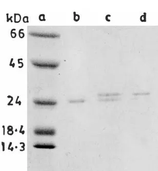 Fig. 2. SDS-PAGE of antiviral proteins puriﬁed at differentgrowth stages of Celosia cristata
