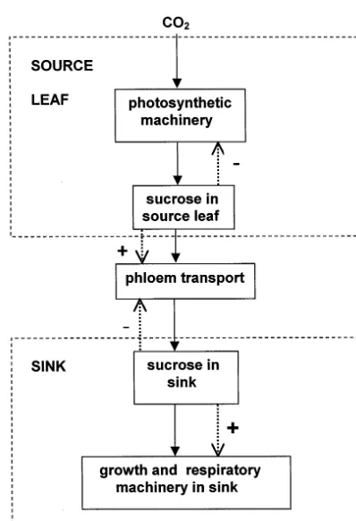Fig. 1. An outline of the extended hypothesis for control ofplant processes by sucrose