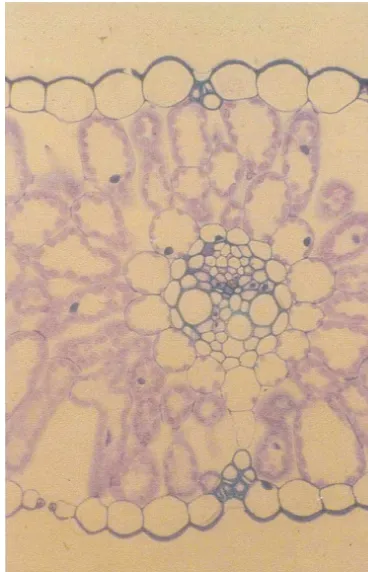 Fig. 2. A barley leaf in transverse section, stained withperiodic acid-Schiffs reagent and toluidine blue